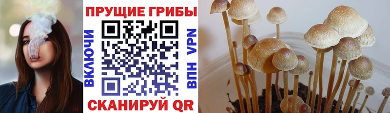 Псилоцибиновые грибы Cubensis  продажа наркотиков  ОМГ ОМГ зеркало  Йошкар-Ола 